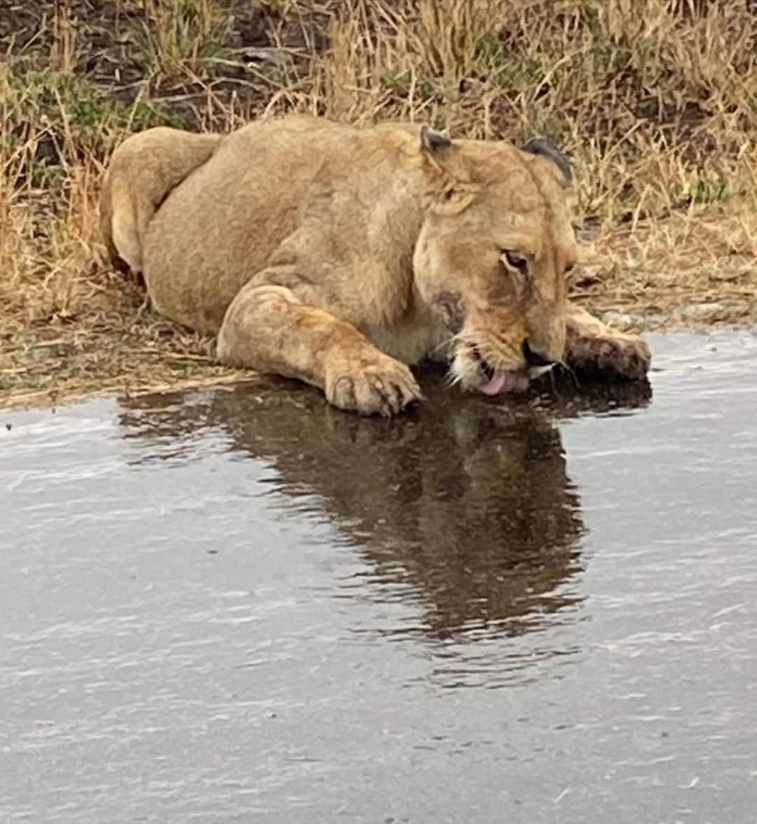 Overnight Stop Before Kruger National Park Пхалаборва Экстерьер фото